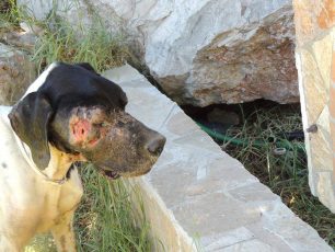 Λάππα Αχαΐας: Ζητάει βοήθεια για το τραυματισμένο και σκελετωμένο ζώο